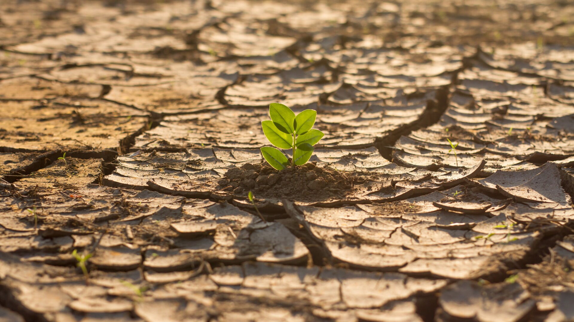 Verdörrter Bodenmit einer kleinen Pflanze in der Mitte - Sinnbild für den Klimawandel